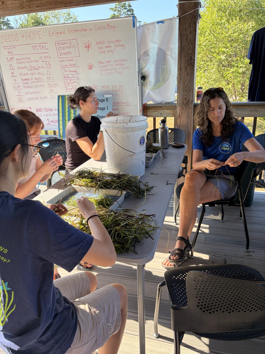 Ch. 10 Team Zostera CBEP photo