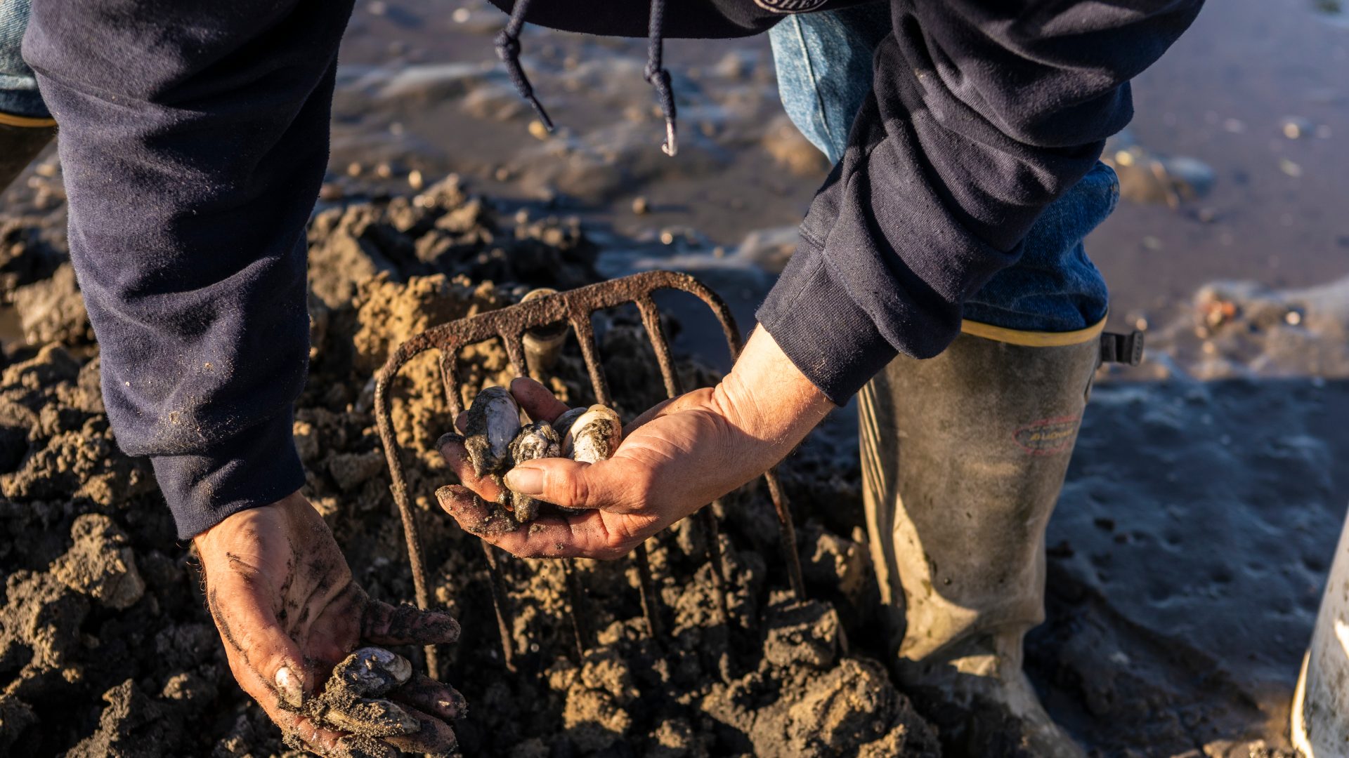 A man digs for clams in a mudflat in Brunswick, Maine.