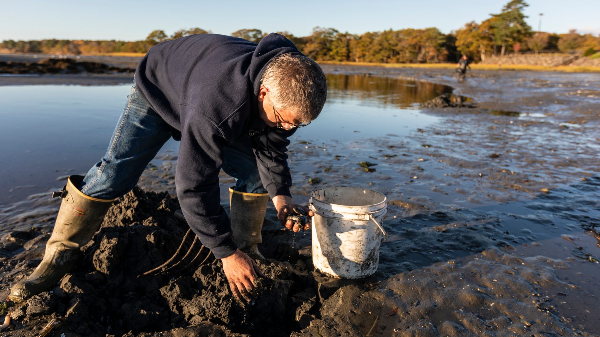 A man digs for clams in a mudflat in Brunswick, Maine.