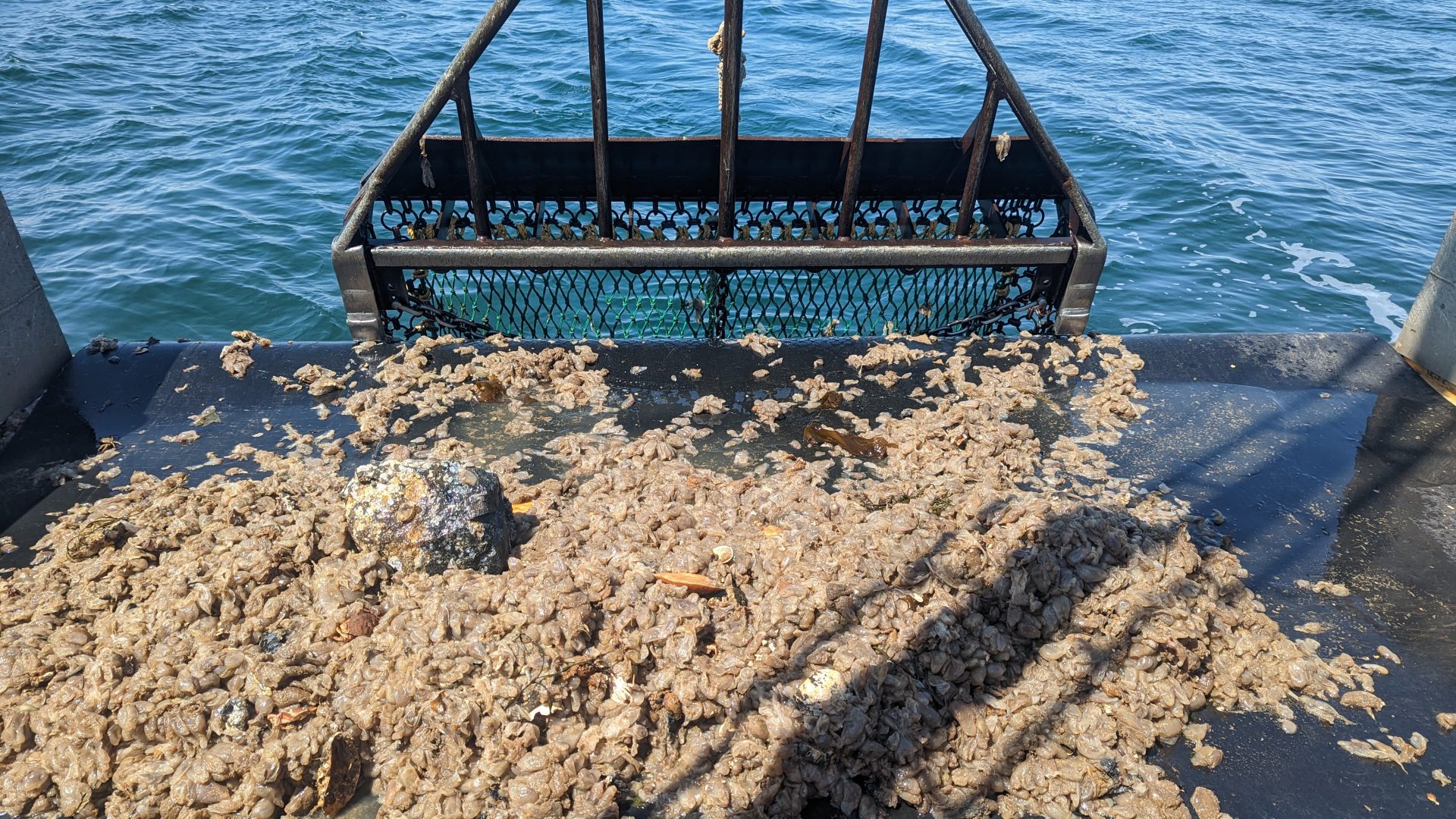 Ch. 13 Tunicates_scallopdredge_huntsberg2023
