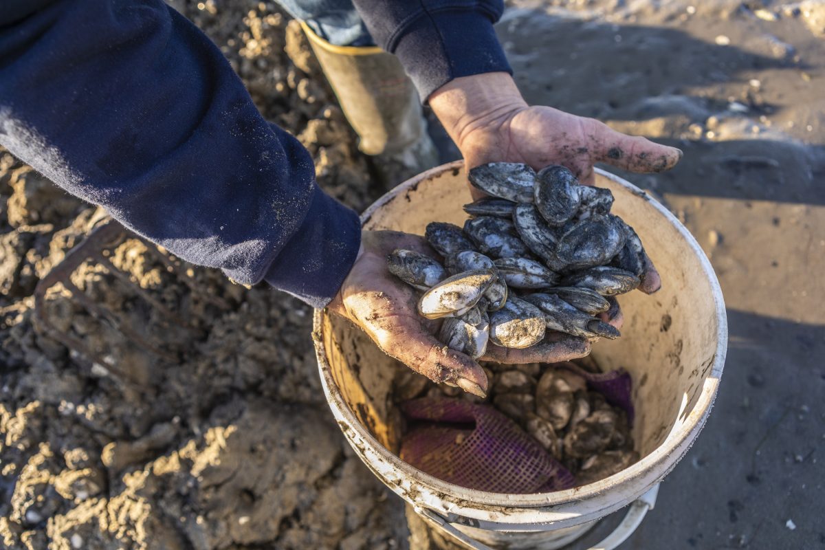 A man digs for clams in a mudflat in Brunswick, Maine.