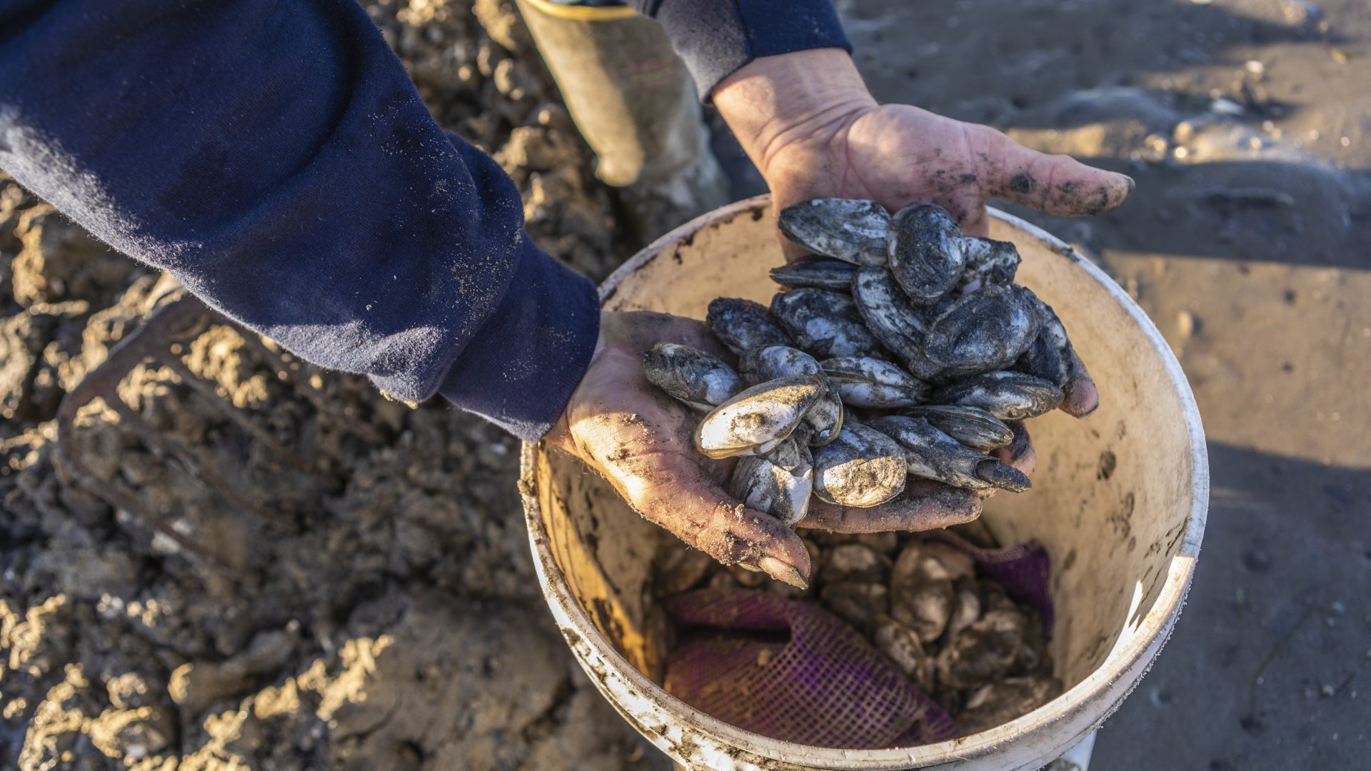 A man digs for clams in a mudflat in Brunswick, Maine.