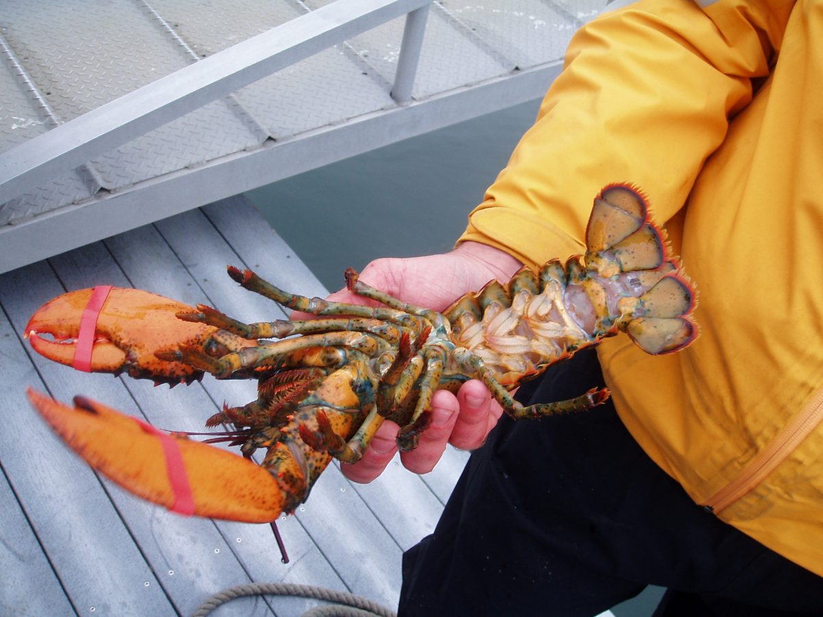 Ch. 16 lobster find credit
