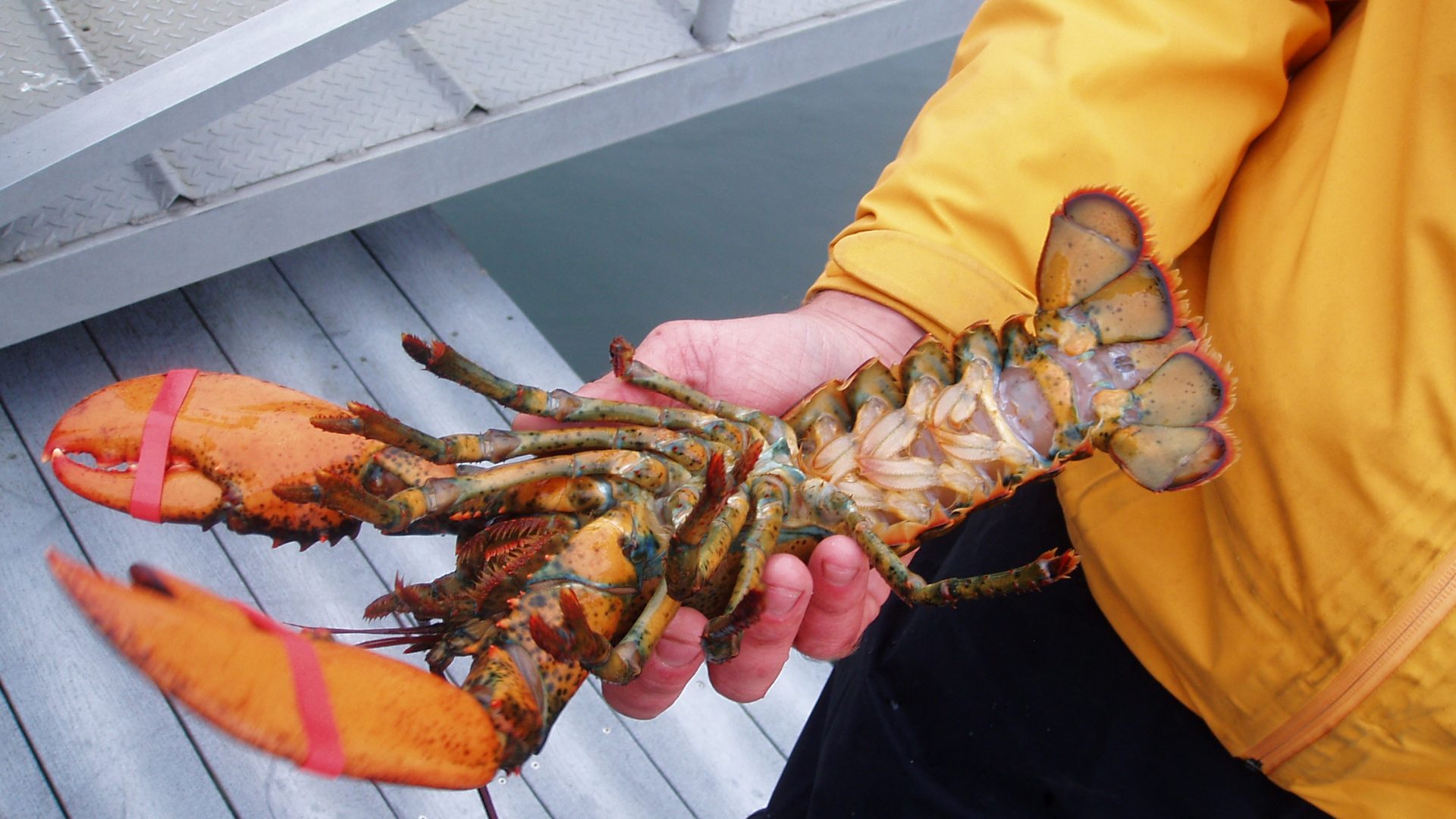Ch. 16 lobster5