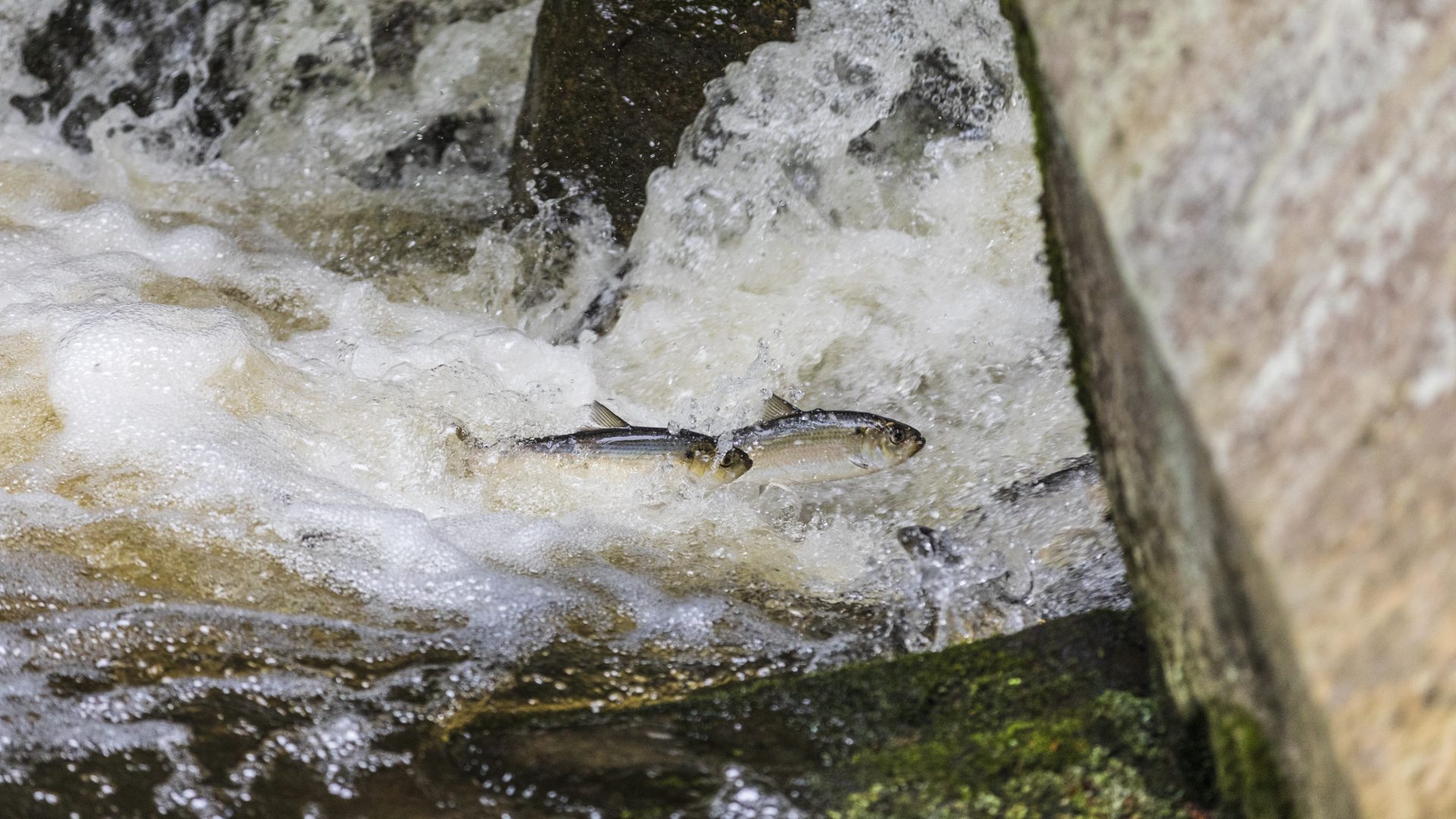 Alewives swimming upstream during their spring spawning run in Mill Brook in Westbrook, Maine. (Photo: Jerry Monkman)
