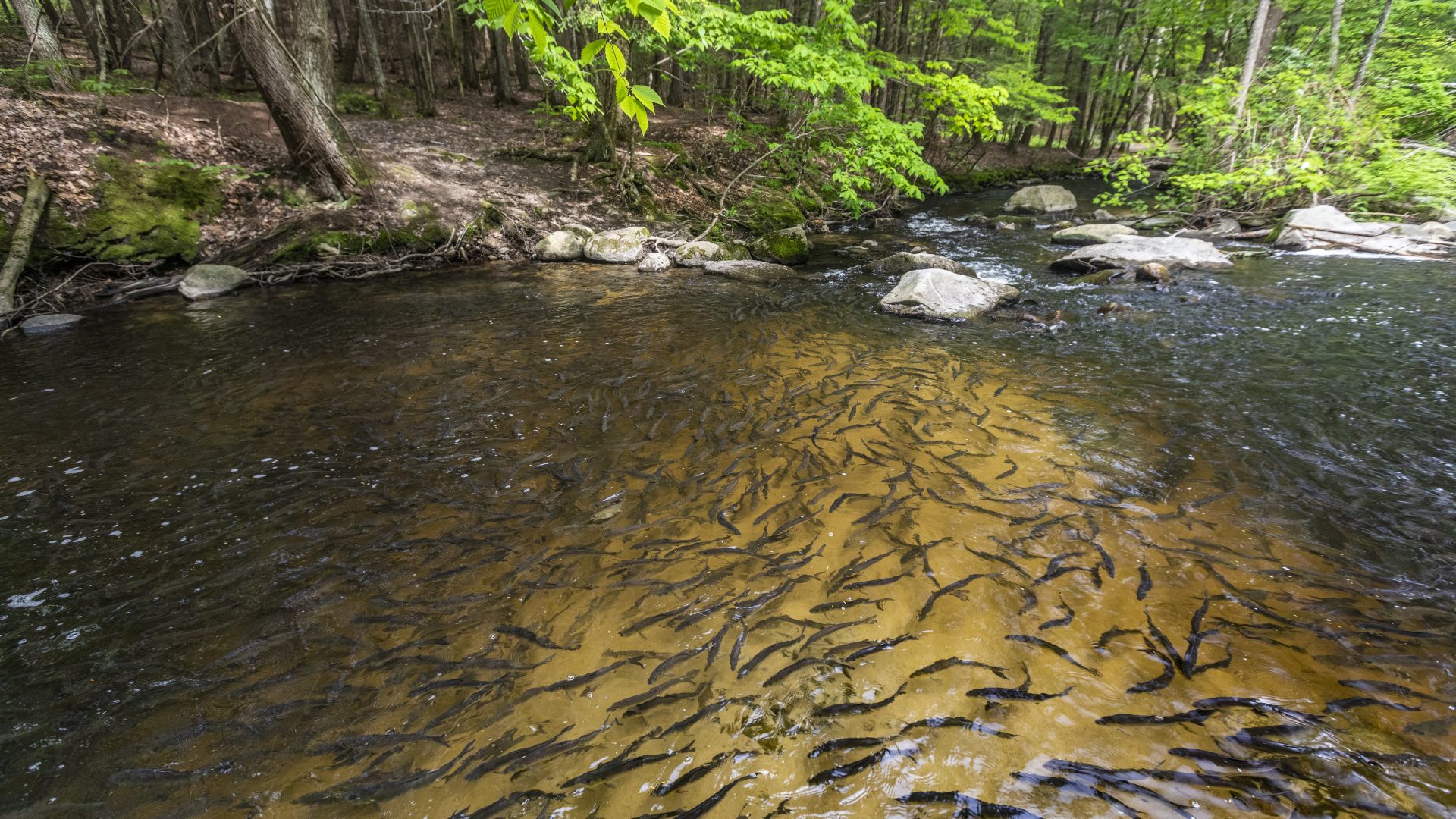 Migrating alewives in Mill Brook in Westbrook, Maine. Spring 2019.