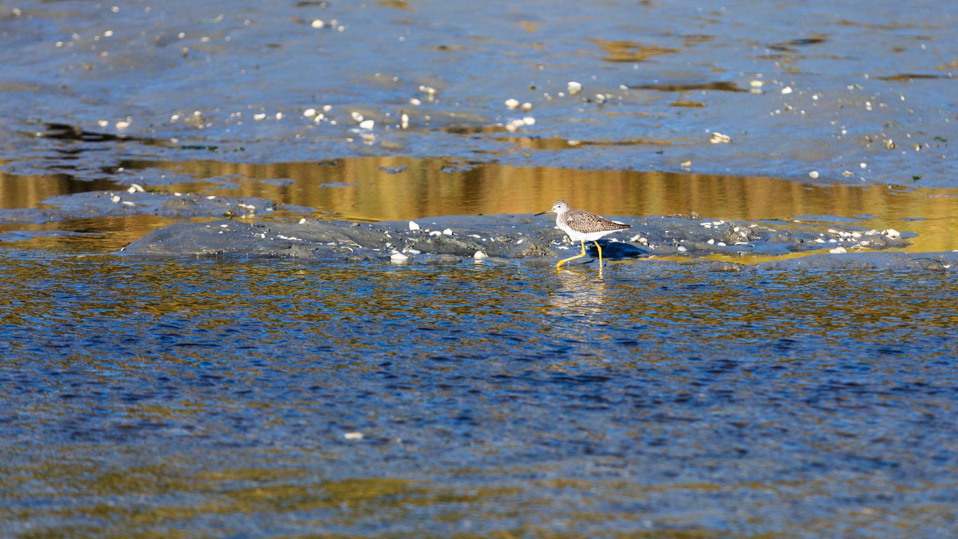 Ch. 22 Mudflats Emerging Data Sources chapter Monkman