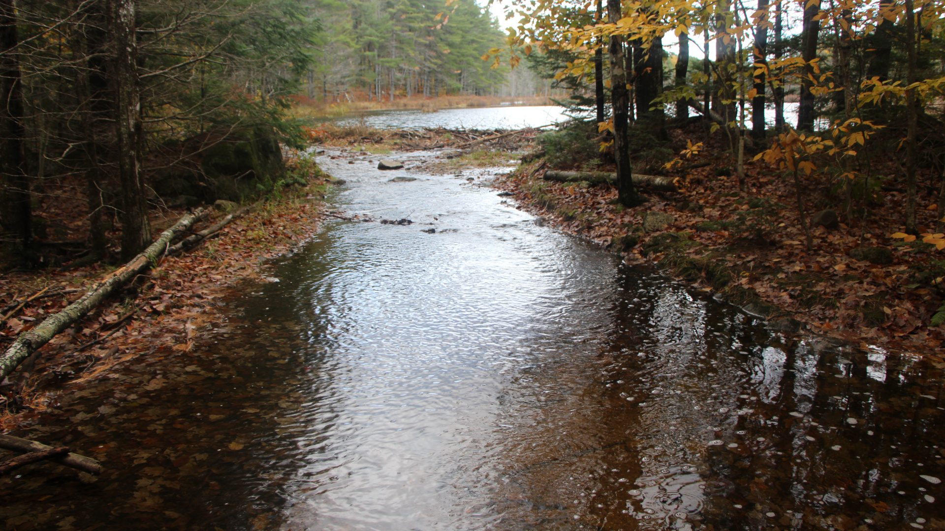 Ch. 5 CBEP Sebago Community Forest