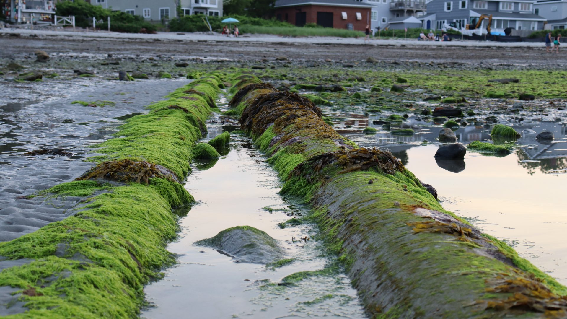 Ch. 8 Willard Beach algal bloom 2024 2 Photo Meghan Vigeant