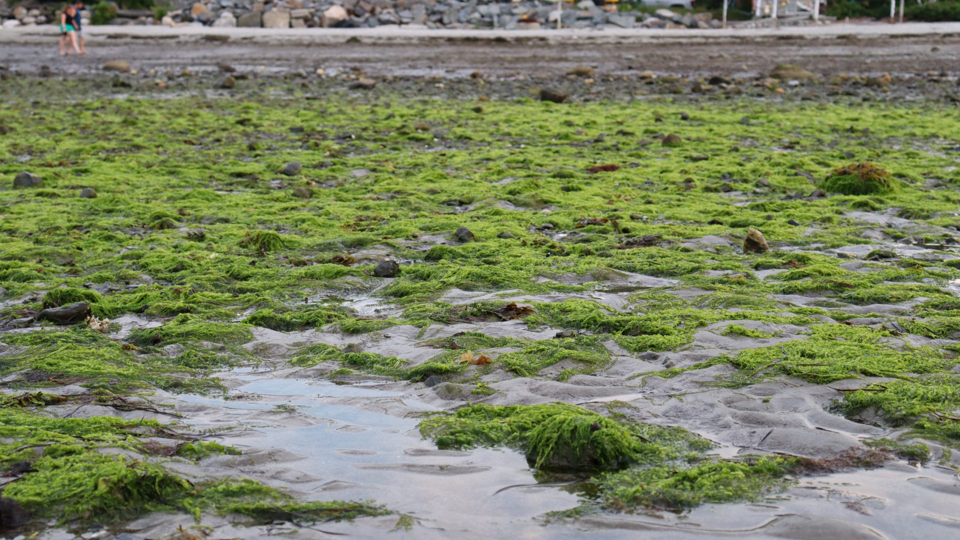 Ch. 8 Willard Beach algal bloom 2024 Photo Meghan Vigeant